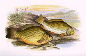 Crucian Carp and Prussian Carp