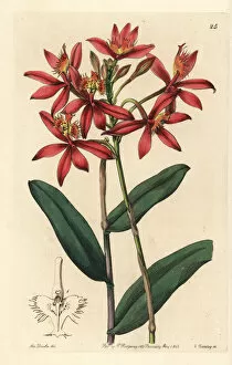 Edwards Gallery: Crucifix orchid, Epidendrum cinnabarinum