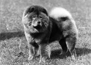 Hung Prints: CRUFTS DOG SHOW WINNER
