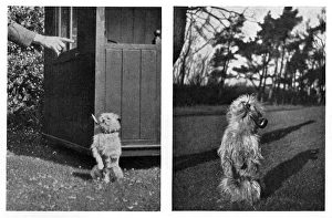 Crump the griffon terrier, smoking a pipe and a cigarette Crump the griffon terrier, smoking a pipe and a cigarette