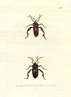 Elford Prints: Crusader bug, Mictis profana