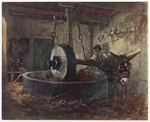 Olives Prints: Crushing Olives, Tuscany