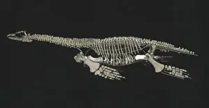 Cryptoclidus eurymerus