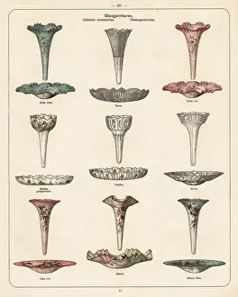 Catalog Prints: Crystal garnitures and dishes