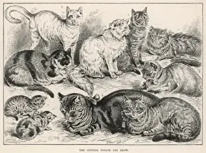 Crystal Palace Cat Show, 1887
