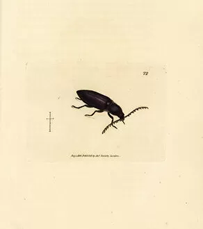 Subjects Gallery: Ctenicera cuprea beetle