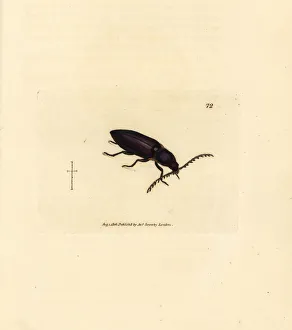 Subjects Gallery: Ctenicera cuprea beetle