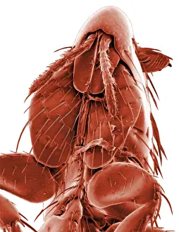 Ctenocephalides canis, dog flea