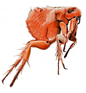 Alex Ball Gallery: Ctenocephalides canis, dog flea