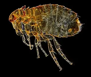 Closeup Prints: Ctenocephalides felis felis, cat flea
