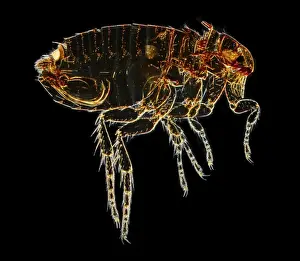 Ctenocephalides felis felis, cat flea