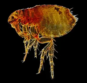 Ctenocephalides felis felis, cat flea