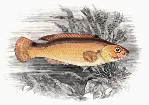 Species Prints: Ctenolabrus rupestris, or Goldsinny Wrasse