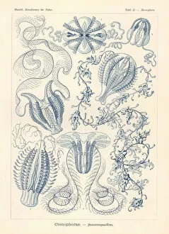 Ctenophora or comb jellies