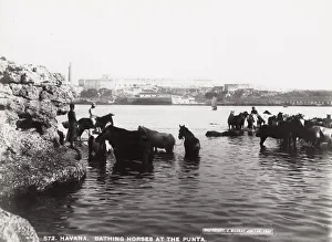 Cuba: bathing horse at the Punta, Havana