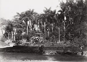 Cuba: in the Botanical Gardens