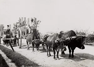 Cuba: farming, country ox cart