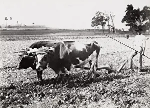 Cuba: farming, farmer ploughing with oxen