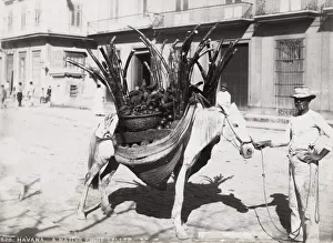 Cuba: fruit seller with his horse