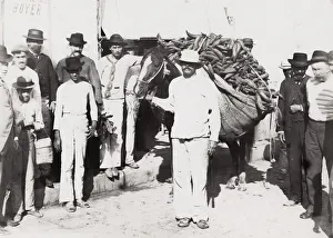 Cuba: horse loaded with vegetables, farmer, farming