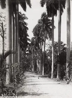 Cuba: Royal Palms, Botanical Gardens