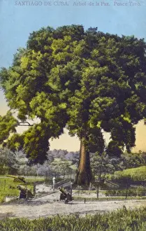 Santiago Prints: Cuba - Santiago de Cuba - Arbol de la Paz (Peace Tree)