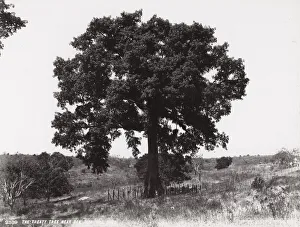 Cuba: Treaty Tree near San Juan Hill