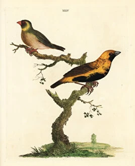 Loxia Collection: Cuban grassquit, Tiaris canorus, and unknown