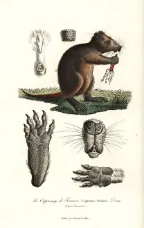 Cuban hutia, Capromys pilorides
