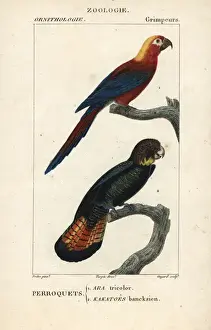 Tricolor Prints: Cuban red macaw, Ara tricolor (extinct)