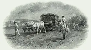 CUBAN SUGAR CANE 1922