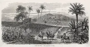Drugs Prints: Cuban tobacco plantation