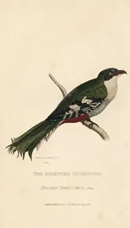Cuban trogon or tocororo, Priotelus temnurus