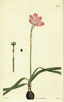 Bulb Prints: Cuban zephyrlily, Zephyranthes rosea