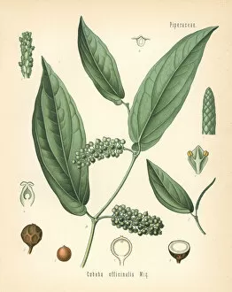 Pepper Collection: Cubeb or Java pepper, Piper cubeba