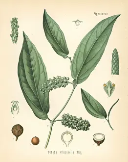 Spice Prints: Cubeb or Java pepper, Piper cubeba
