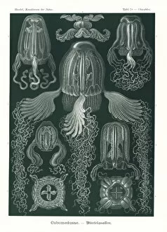 Adolf Collection: Cubomedusae or box jellyfish