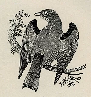 Bewick Collection: Cuckoo