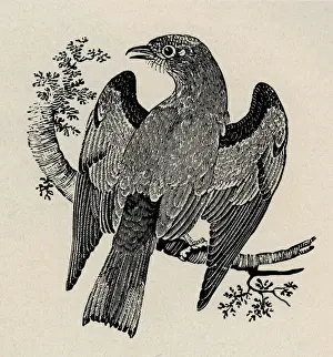 Cuckoo Prints: Cuckoo