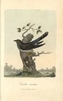Cuckoo, Cuculus canorus