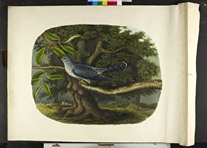 Images Dated 14th July 2010: The cuckoo Cuculus canorus