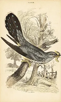 Cuckoo Prints: Cuckoo, Cuculus canorus, with a caterpillar in its beak