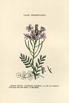 Botanist Collection: Cuckoo flower, Cardamine pratensis