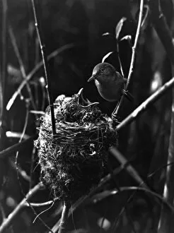 Warbler Gallery: Cuckoo in the Nest
