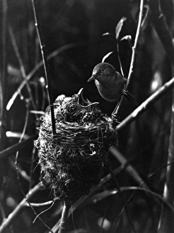 Images Dated 23rd August 2011: Cuckoo in the Nest