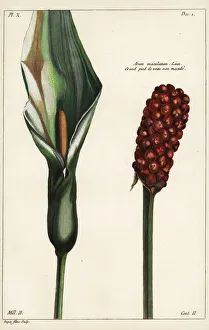Images Dated 20th April 2020: Cuckoo-pint, Arum maculatum