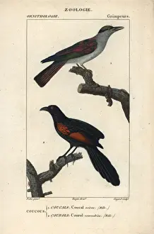 Cuckoo Prints: Cuckoo roller, Leptosomus discolor, and Sunda