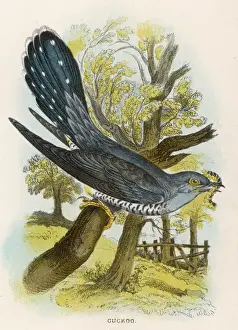 Sharpe Prints: Cuckoo (Sharpe)