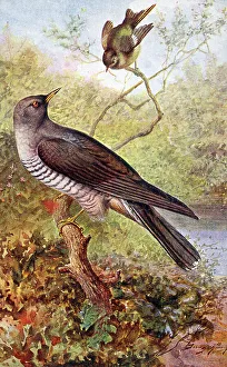 Cuckoo Prints: Cuckoo and Wood Wren