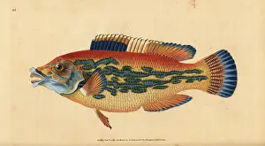 Cuckoo Prints: Cuckoo wrasse, Labrus mixtus